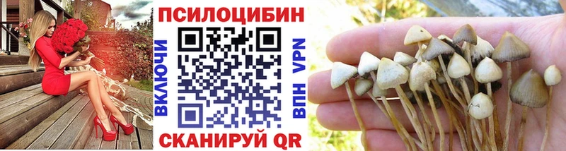 закладки  Иннополис  Псилоцибиновые грибы мицелий 